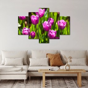 Obraz tulipánov na lúke (150x105 cm)