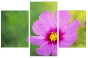 Obraz - lúčna kvetina (90x60 cm)