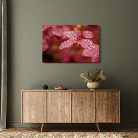 Obraz - Makro snímka lístka (90x60 cm)