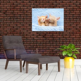 Obraz - Spiace mačiatka (70x50 cm)