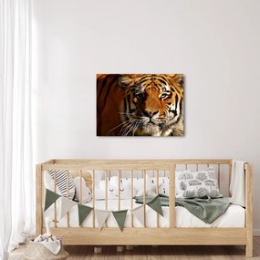 Obraz tigra (70x50 cm)