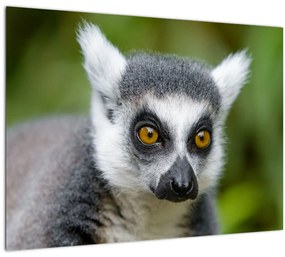 Sklenený obraz lemura (70x50 cm)
