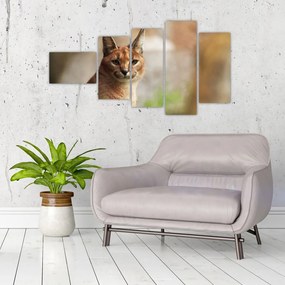 Rys ostrovid - obraz