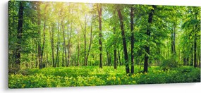 Obraz - Jarný listnatý les (120x50 cm)