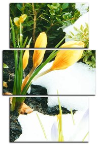 Obraz na plátne - Skoré jarné kvetiny - obdĺžnik 7242C (105x70 cm)