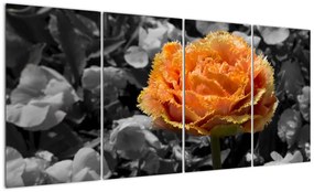 Oranžový kvet na čiernobielom pozadí - obraz