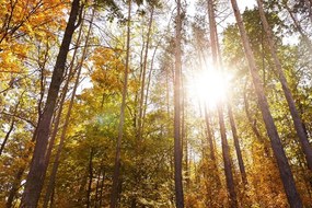 Fototapeta les v jesenných farbách - 225x150