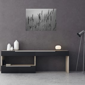 Sklenený obraz - Steblá trávy (70x50 cm)