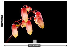 Fototapeta Vliesová Černé květy 104x70 cm