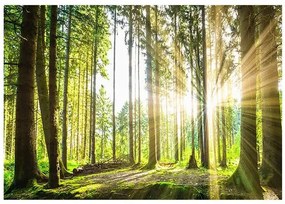 Fototapeta - Forest Tales Veľkosť: 350x245, Verzia: Premium