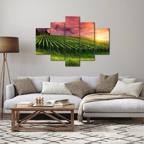 Obraz vinice s farebným nebom (150x105 cm)
