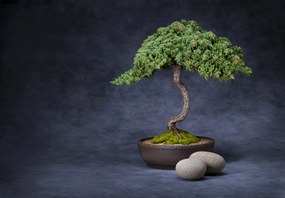 Fototapeta - Bonsai (147x102 cm)