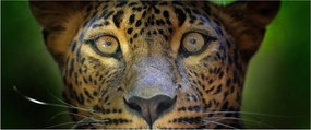 Obraz - Portrét leoparda, Sri Lanka (120x50 cm)