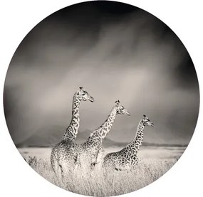 Fototapeta vliesová Žirafy 95 cm