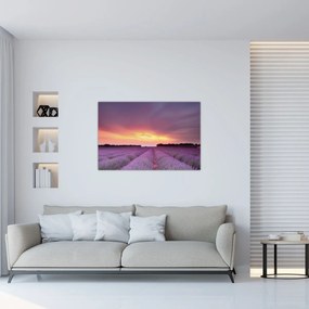 Obraz - Levanduľové pole (90x60 cm)