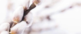 Obraz - Vetva mačičky (120x50 cm)