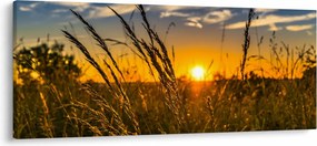 Obraz pole pri západe slnka (120x50 cm)