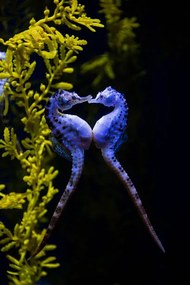 Fotografia Potbelly sea horse, Mark Newman