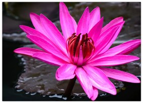 Sklenený obraz - ružový kvet (70x50 cm)