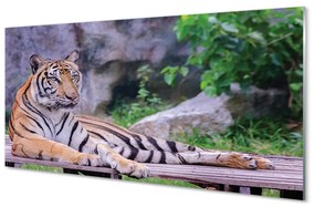 Nástenný panel  Tiger v zoo 140x70 cm