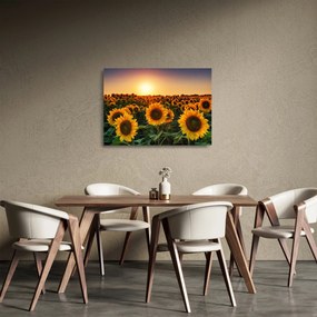 Sklenený obraz - Slnečnica (70x50 cm)