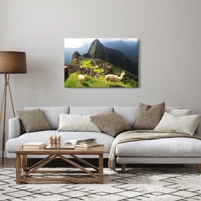 Obraz - Lamy v Machu Picchu (90x60 cm)