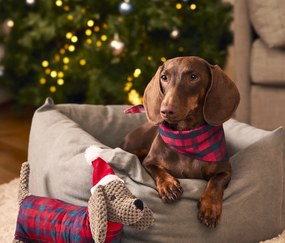 Šatka na krk pre psy