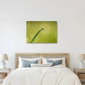 Sklenený obraz kvapky vody na tráve (70x50 cm)