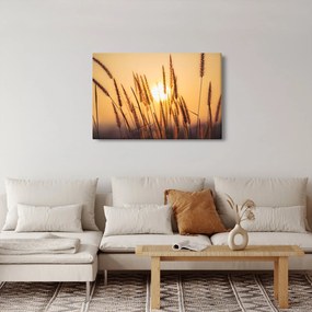 Obraz - Traviny na slnku (90x60 cm)