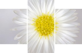 Obraz - Margarita (90x60 cm)