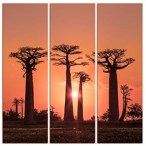 Obraz na plátne - Baobaby pri západe Slnka - štvorec... 305FB (75x75 cm)