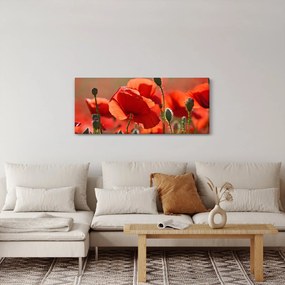 Obraz vlčích makov (120x50 cm)