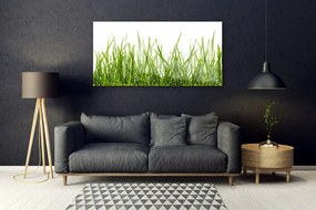 Obraz plexi Tráva príroda rastlina 120x60 cm