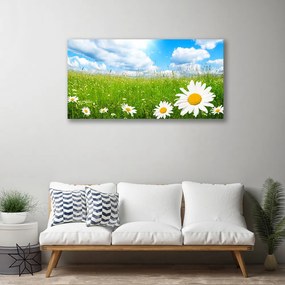 Obraz na plátne Sedmokráska tráva príroda 125x50 cm