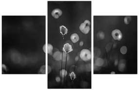 Obraz - Cottongrass na lúke (90x60 cm)