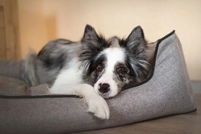 Pelech pre psa Royal Line Grey M/L/XL