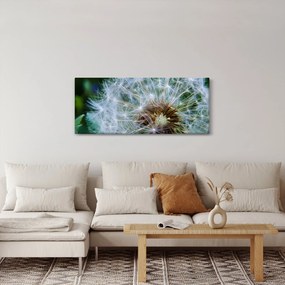 Obraz odkvitnutej púpavy (120x50 cm)