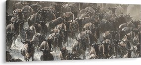 Obraz - Stádo pakoňov (120x50 cm)