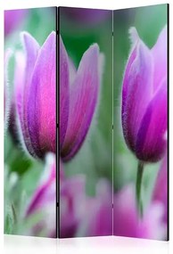 Paraván - Purple spring tulips [Room Dividers] Veľkosť: 135x172, Verzia: Akustický