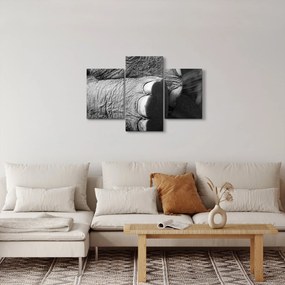 Obraz - Slonia noha (90x60 cm)