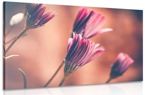 Obraz jemné ružové margarétky Varianta: 120x80