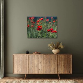 Obraz - Lúka s vlčími makmi (70x50 cm)