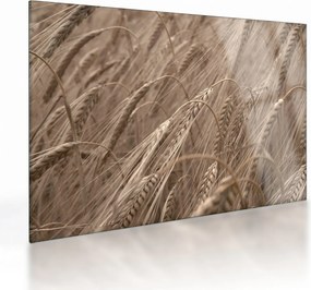 Sklenený obraz - Zlaté pole (70x50 cm)