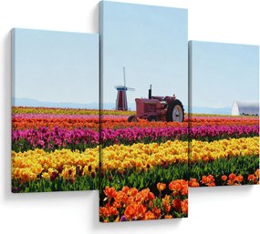 Obraz tulipánové farmy (90x60 cm)