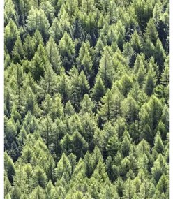 Vliesová tapeta zelený les 0,53x10,05 m