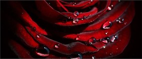 Obraz - Detail ruže (120x50 cm)