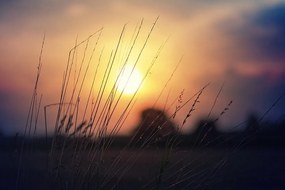 Fototapeta východ slnka nad lúkou - 375x250