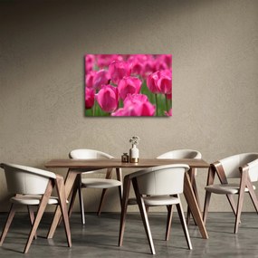 Obraz - Ružové tulipány (70x50 cm)