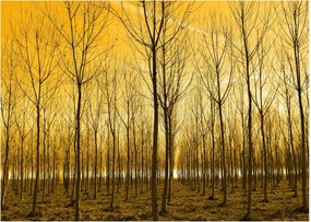Obraz - Plantáž stromov (70x50 cm)
