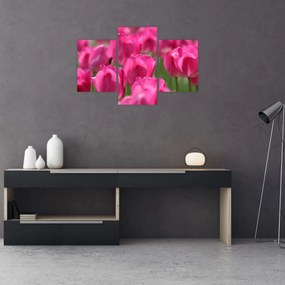 Obraz - Ružové tulipány (90x60 cm)